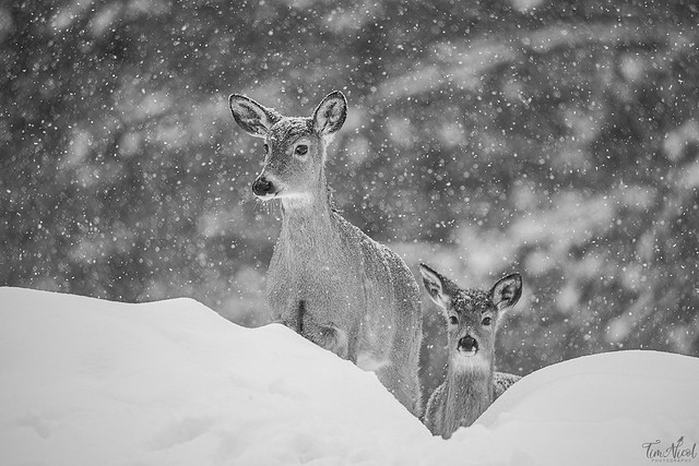 Whitetails in the Snow