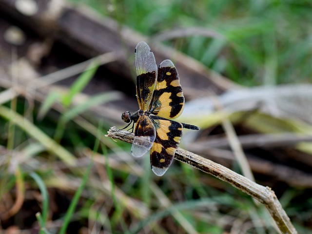 Dragonfly: Rhyothemis variegata