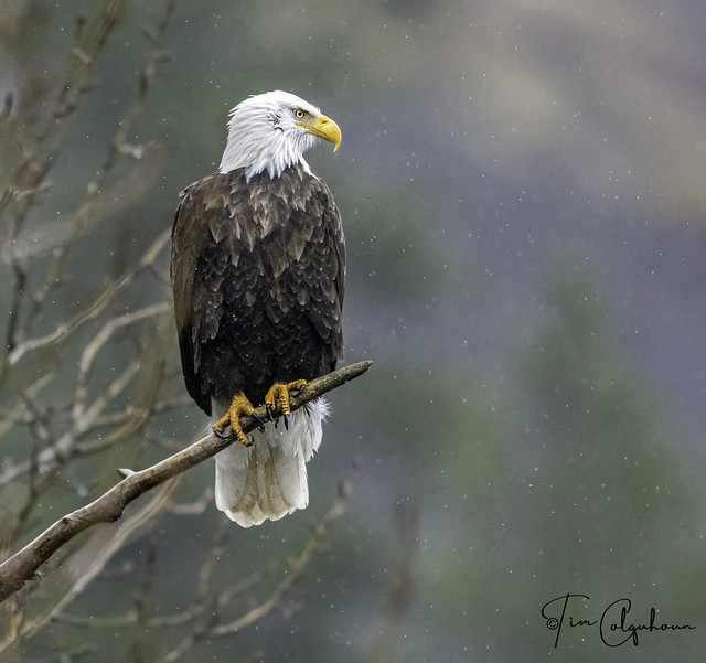 Bald Eagle on a rainy gloomy day