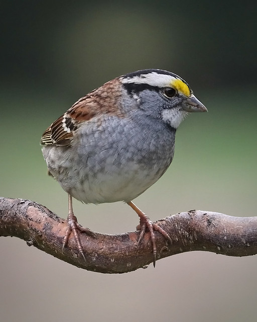 White-throated Sparrow