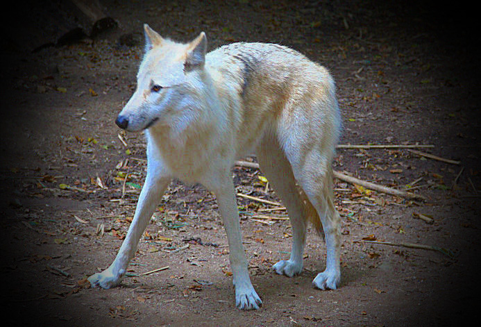 IMG_0187   Zoo de Pont-Scorff   Morbihan