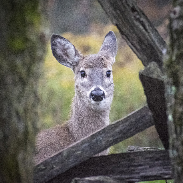 Deer in Adams County, Ohio