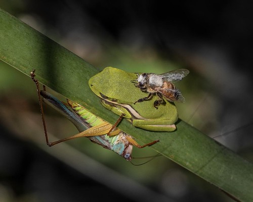 A bee & a Katydid sharing a leaf 
