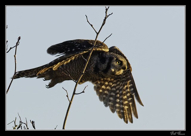 Northern Hawk Owl 2020 -001