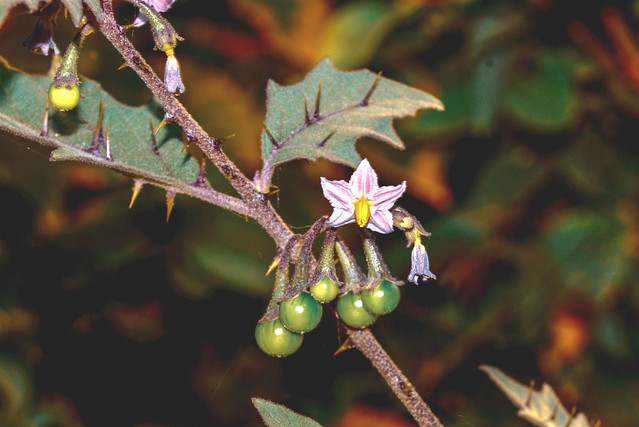 ecosystem/flora/(Solanum hovei)