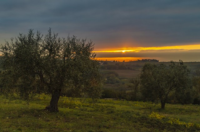 Olivi in Toscana