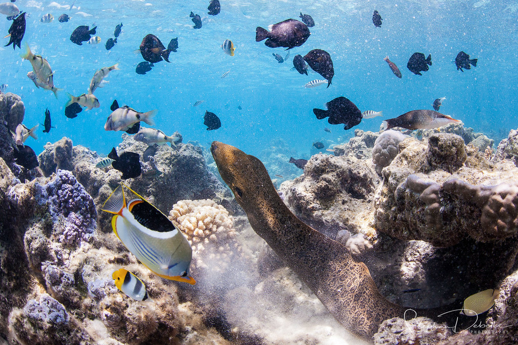 Underwater Photography - Bora Bora