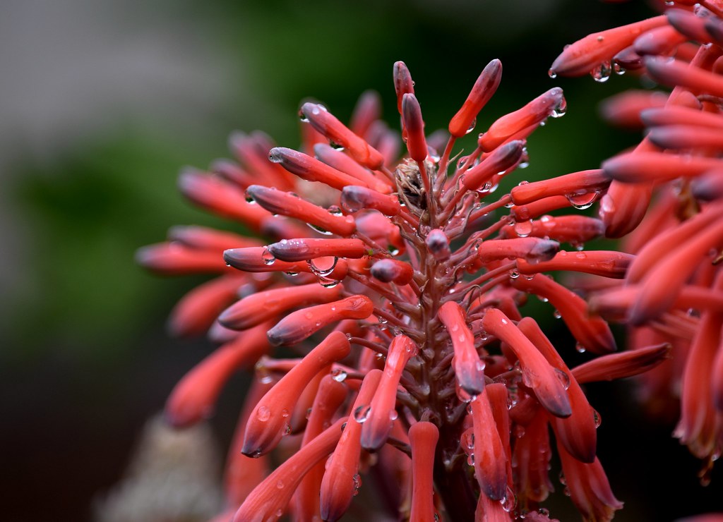 Flor de Aloe Vera | masazo | Flickr