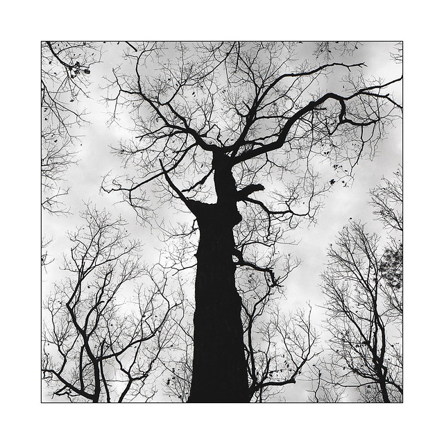 The Tree, film
