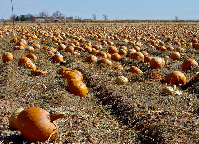 Field with rotting pumpkins 😮  Estancia Valley, New Mexico, USA.