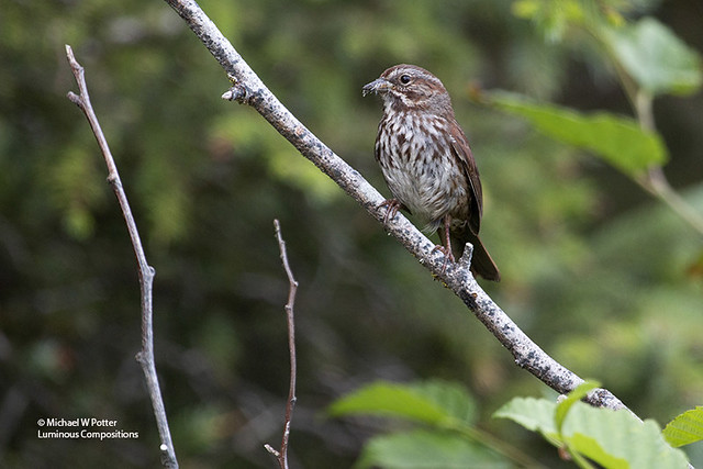 Song Sparrow with food items