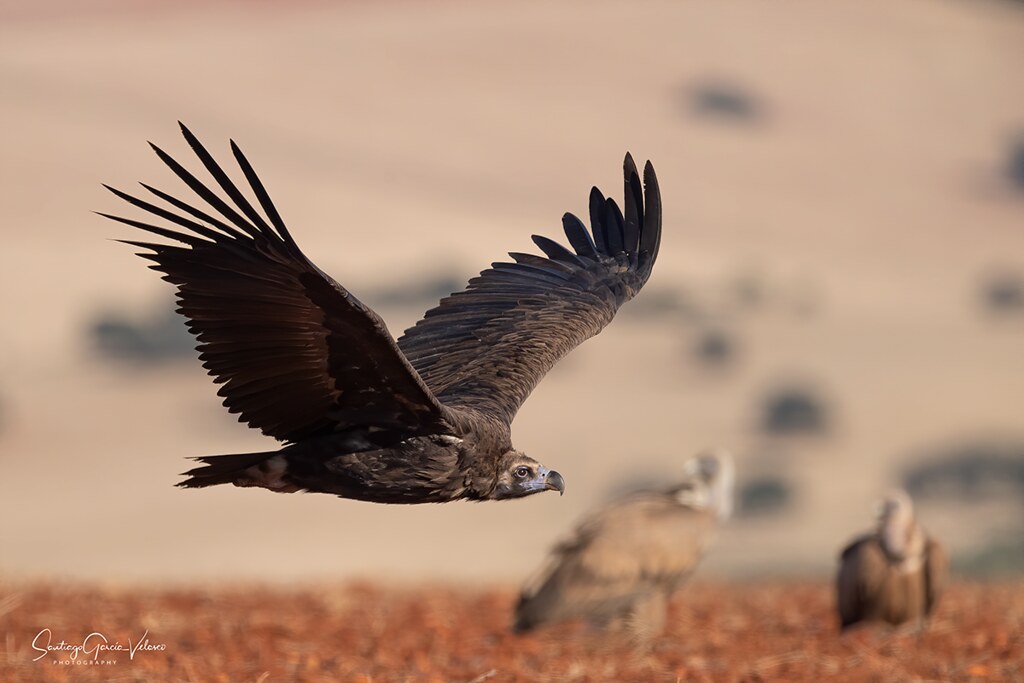 Buitre negro / Black vulture (Aegypius monachus)