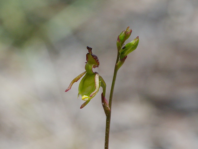 Small Duck Orchid (1)