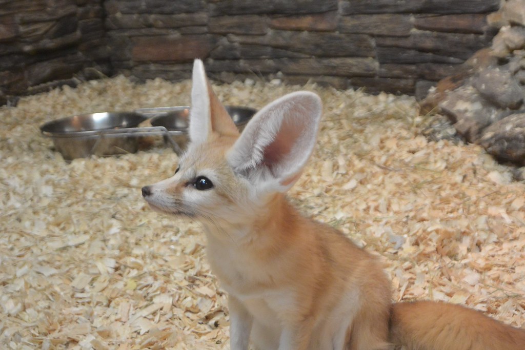 Fennec