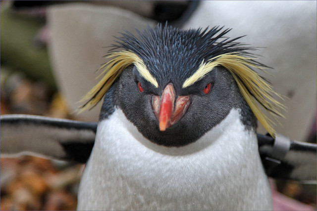 Penguin Glare - Explored