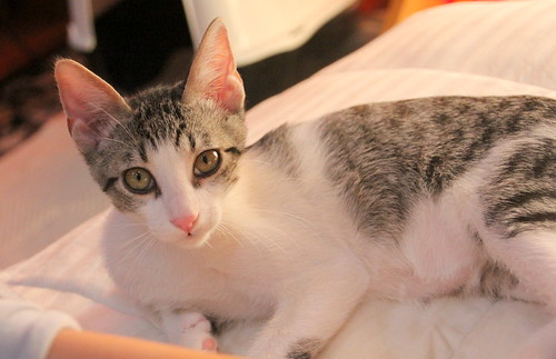 Gus, gatito blanquipardo divertido y mimosón ronroneador esterilizado, nacido en Junio´20, en adopción. Valencia. 50628335131_370d7efacc