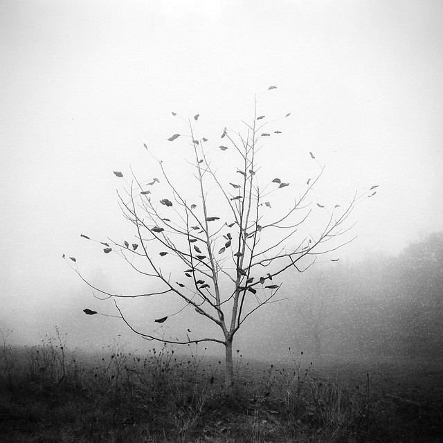 wind&wuthering