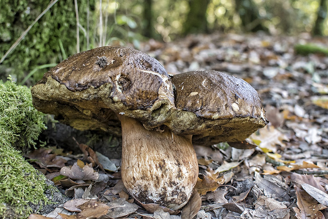 mushroom series