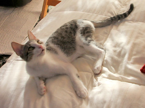 Gus, gatito blanquipardo divertido y mimosón ronroneador esterilizado, nacido en Junio´20, en adopción. Valencia. 50628427037_678e400a3b