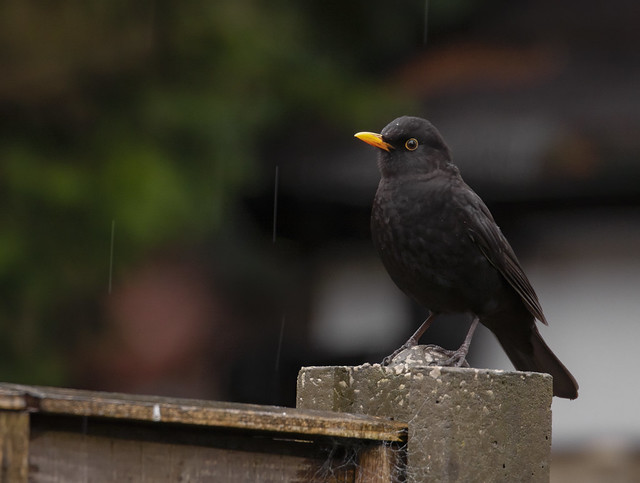 Male Blackbird In The Rain