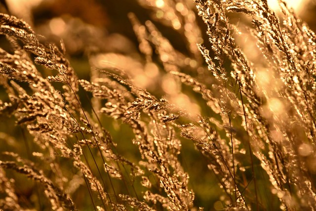goldener November - Grass in the wind