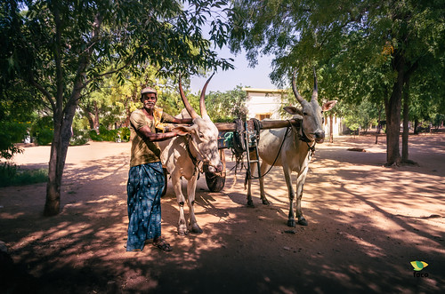 anantapur animales carro fundaciónvicenteferrer india otoño paisaje persona retrato vacas viajes
