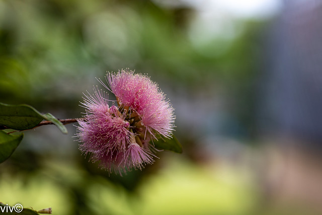 Striking Syzygium cascade bloom