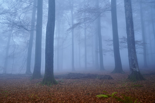 a cold, foggy morning in the forest..
