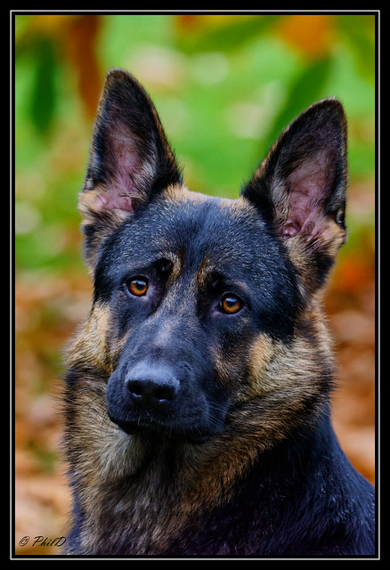 German Shepherd Dog Pictures and Informations - Dog-Breeds.com