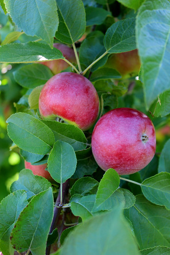 apples harvest pomme pommes tree fruit