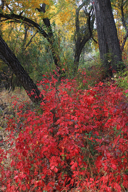 The Poison Oak is Beautiful This Time of Year