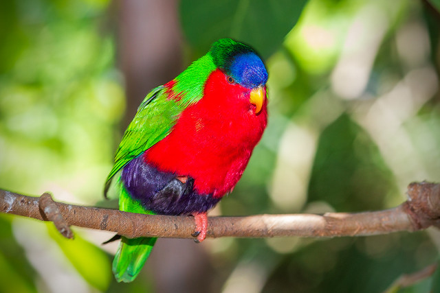 Collared Lory (Phigys solitarius) in the Owens Aviary at the San Diego Zoo (3-22-2012)
