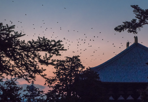 奈良 奈良公園 nara narapark 寺院 temple 東大寺 todaiji 大仏殿 カラス 夕暮 夕陽 greatbuddhahall crow sunset ngc