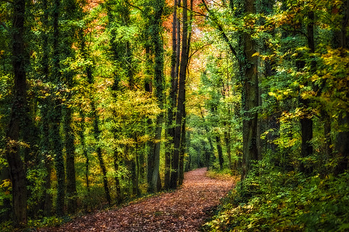 woods forest wald path road weg leaves blätter foliag laub autumn herbst landscape landschaft he b