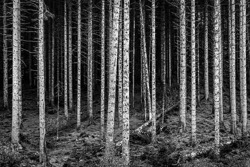 leanneboulton blackandwhite monochrome woods rural countryside landscape landscapephotography arboreal arborealphotography tree trees pine conifer managed woodland forest forestry forestrycommission vertical lines composition hillside barcode bark silver pattern scale nature naturalworld timber tone texture detail depth dark darkness scene scenic life canon canon5dmkiii ef2470mmf28liiusm black white blackwhite bw mono invergarry glengarry scotland uk scottishhighlands