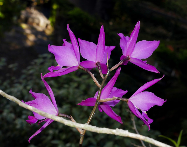 Laelia gouldiana species orchid 11-20*