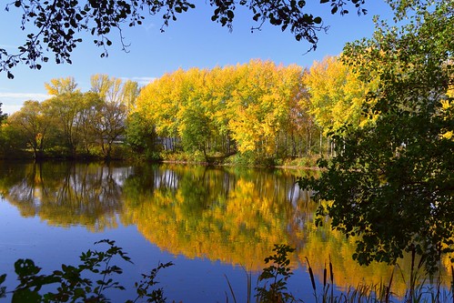 tree autumn mirror lake water forest color colour yellow calm reflexion daylight blue sky landscape rural