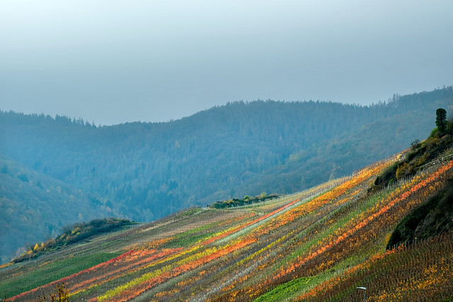 Letzte Herbstfarben in den Weinbergen - Last autumn colors in the vineyards