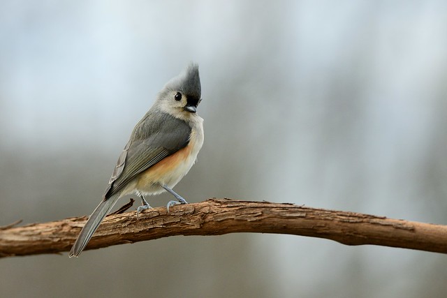 Tufted Titmouse by Jackie B. Elmore 12-20-2019 Lincoln Co. KY