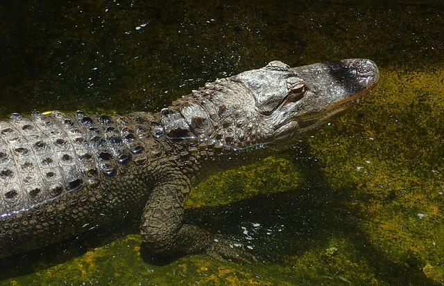 Alligator mississippiensis - Alligator d'Amérique ou  Alligator du mississipi - American alligator or Gator or Common alligator - 25/06/19