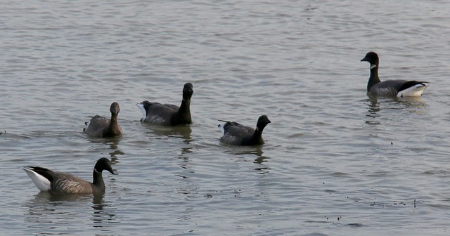 Brent Geese Harwich