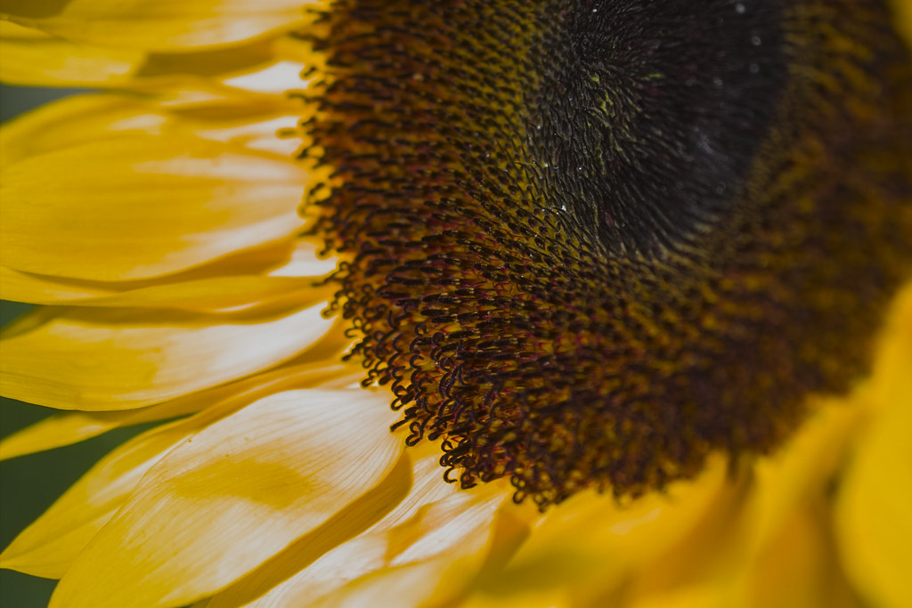 Radiant Sunflower | Disk Florets