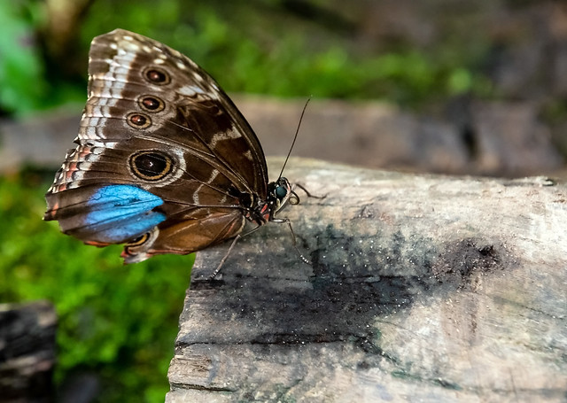 Perched Blue Morpho butterfly..
