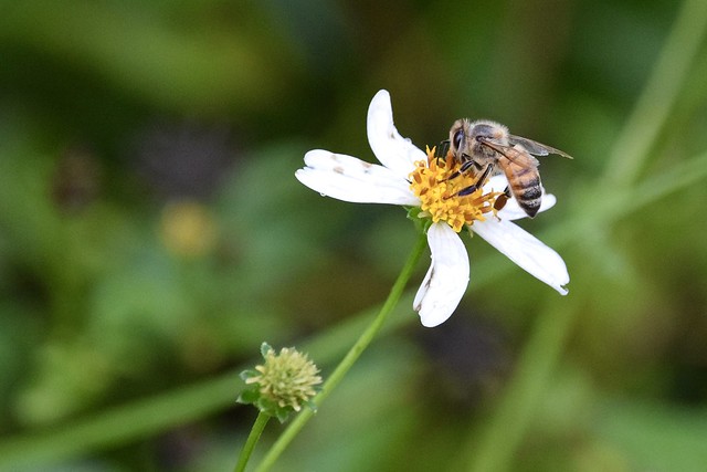 The pollinator