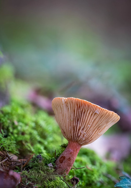 Champignon d'autome - Autumn mushroom