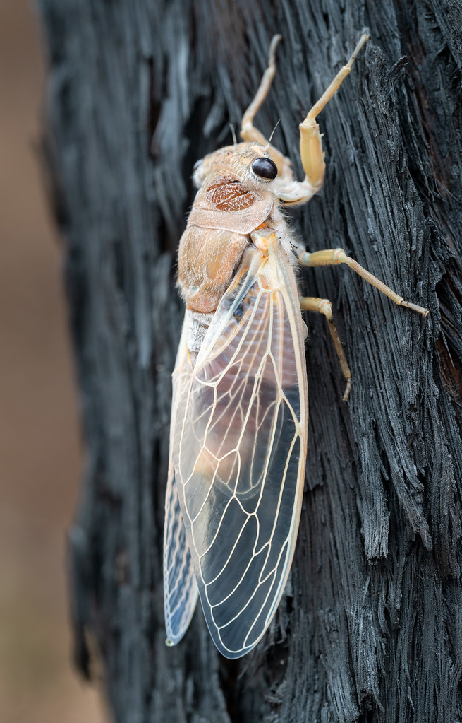 Double drummer cicada