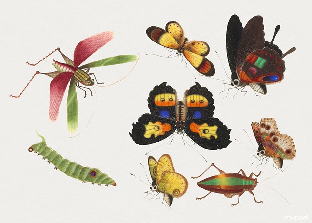 Chinese insect drawing of five butterflies, a beetle, caterpillar and a grasshopper from the 18th century. Original from The Smithsonian Institution. Digitally enhanced by rawpixel.