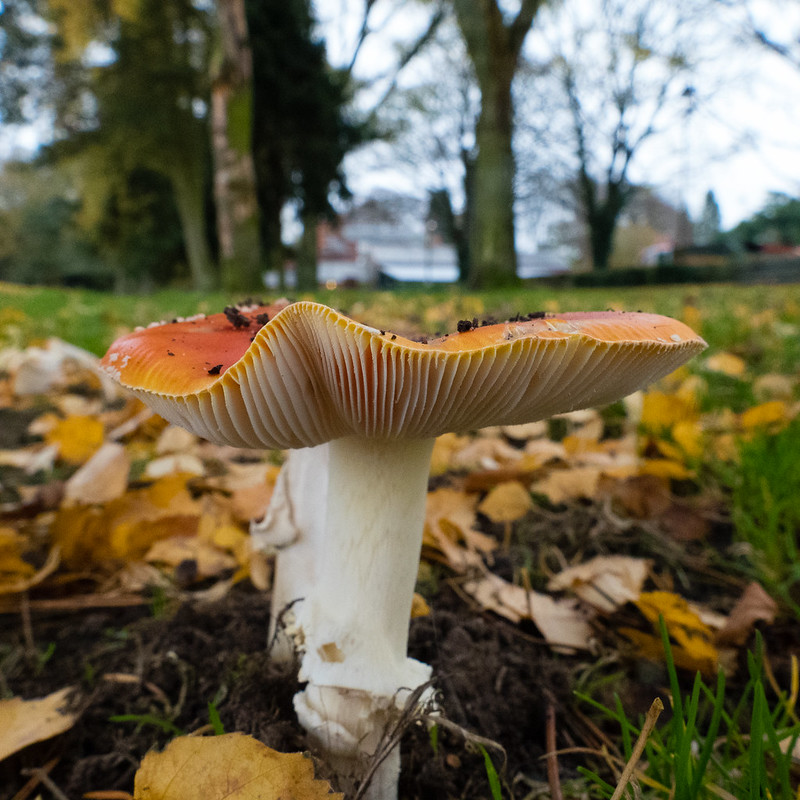 Fly agarics, one more time