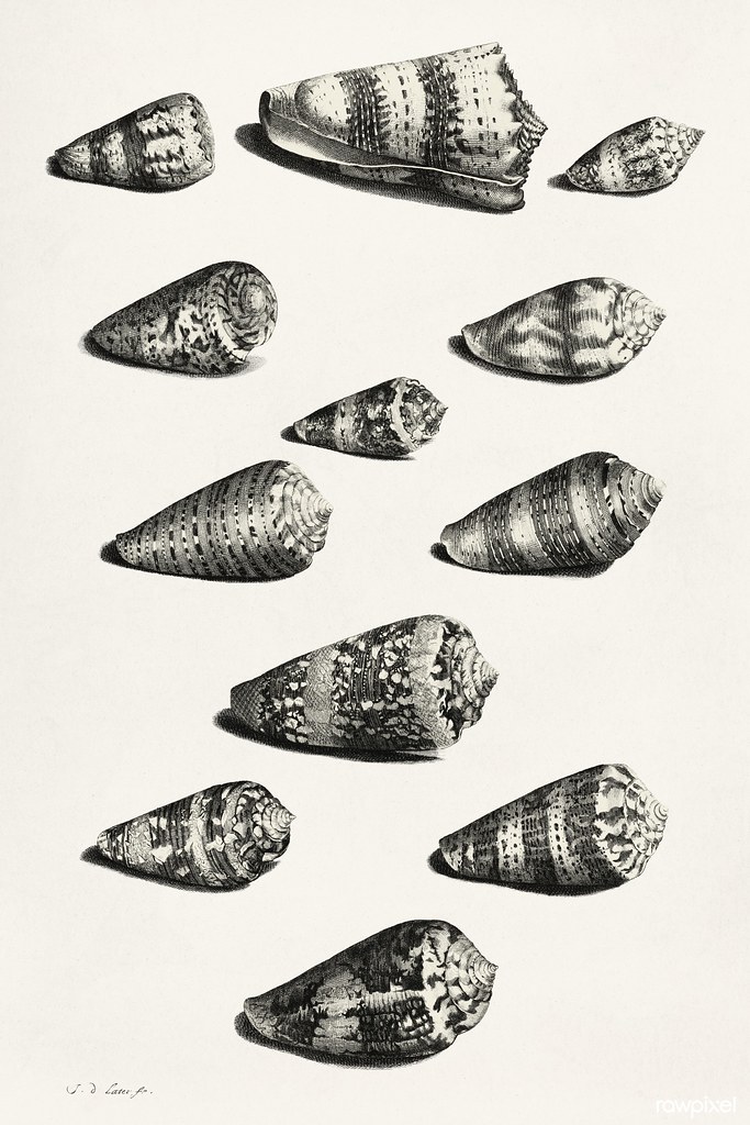 Twaalf schelpen van diverse slakkensoorten (1705) by Jacob de Later, after Maria Sibylla Merian. Original from The Rijksmuseum. Digitally enhanced by rawpixel.