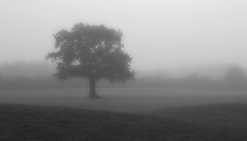 mist misty fog foggy blackandwhite black blackandwhitephotos tree trees treephotography minimal havering londonboroughofhavering openspace upminster uk london essex essexlandscape essexlandscapes england